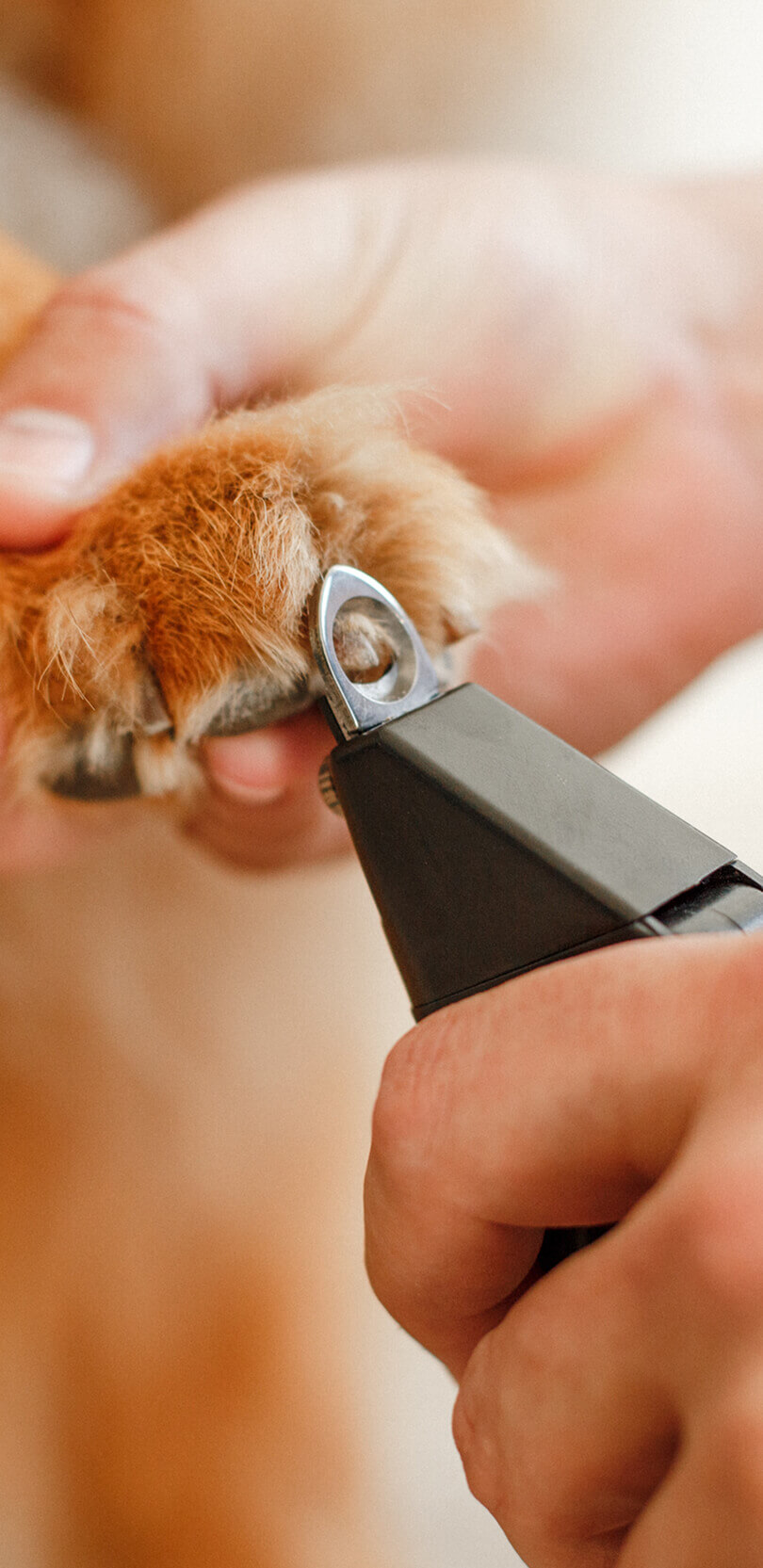 pet-grooming-19